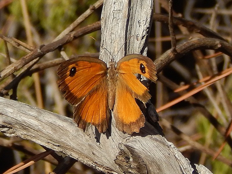 Pyronia cecilia?